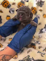 Purple Collar- Snooki, a female Cane Corso for sale in Atlanta, GA – 3 of 6