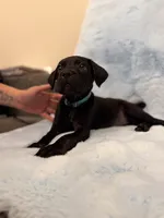 Light Blue Collar, a female Cane Corso for sale in Atlanta, GA – 2 of 4