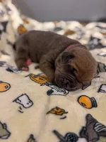 Dark Pink Collar- MoMo, a female Cane Corso for sale in Atlanta, GA – 3 of 6