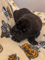 Orange Collar- Moose, a male Cane Corso for sale in Atlanta, GA – 2 of 5