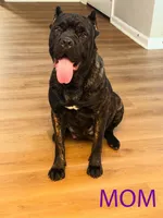 Lime Green Collar, a female Cane Corso for sale in Atlanta, GA – 4 of 4