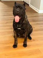 Orange Collar, a male Cane Corso for sale in Atlanta, GA – 4 of 4