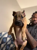 Silver collar, a male Cane Corso for sale in Atlanta, GA – 2 of 4