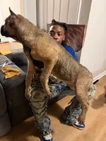 Teal Collar - Dymond, a female Cane Corso for sale in Atlanta, GA – 2 of 4