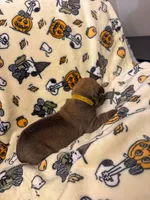 Yellow Collar- Star, a female Cane Corso for sale in Atlanta, GA – 3 of 5