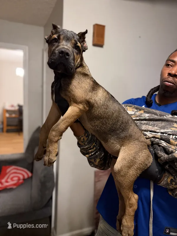 Dark Purple Collar - Nala – Cane Corso puppy for sale in Atlanta, GA
