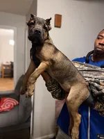 Dark Purple Collar - Nala, a female Cane Corso for sale in Atlanta, GA – 1 of 5