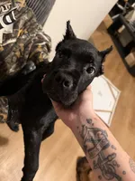 Tan Collar - Pearl, a female Cane Corso for sale in Atlanta, GA – 2 of 5