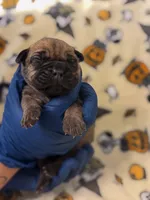 Light pink Collar- Harley, a female Cane Corso for sale in Atlanta, GA – 2 of 6