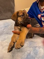Dark Purple Collar, a female Cane Corso for sale in Atlanta, GA – 1 of 4