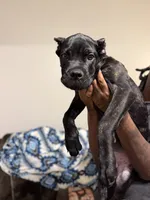 Orange Collar, a male Cane Corso for sale in Atlanta, GA – 2 of 4