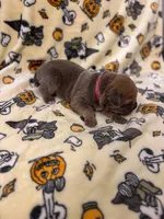 Dark Pink Collar- MoMo, a female Cane Corso for sale in Atlanta, GA – 4 of 6