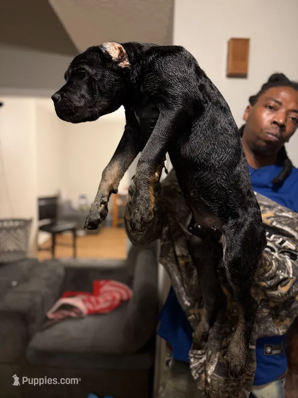 Lime Green Collar - ChiChi, a female Cane Corso for sale in Atlanta, GA – 1 of 5