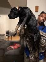 Lime Green Collar - ChiChi, a female Cane Corso for sale in Atlanta, GA – 1 of 5