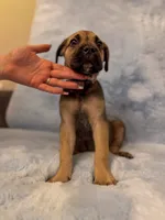 Light Purple Collar, a female Cane Corso for sale in Atlanta, GA – 2 of 4