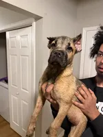 Teal Collar - Dymond, a female Cane Corso for sale in Atlanta, GA – 1 of 4