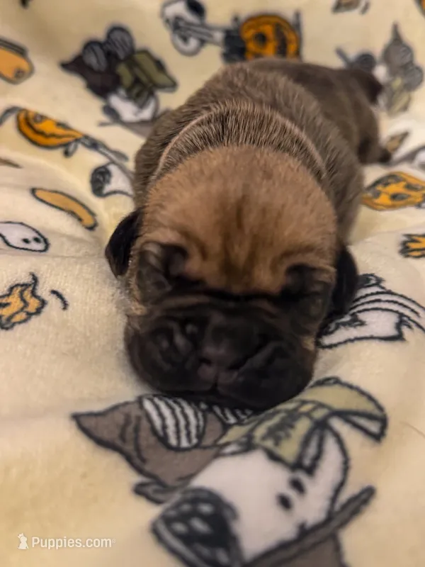 Light pink Collar- Harley – Cane Corso puppy for sale in Atlanta, GA