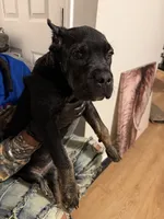Lime Green Collar - ChiChi, a female Cane Corso for sale in Atlanta, GA – 2 of 5