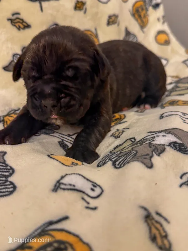 Orange Collar- Moose – Cane Corso puppy for sale in Atlanta, GA