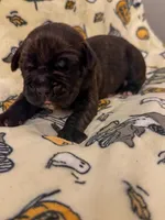 Orange Collar- Moose, a male Cane Corso for sale in Atlanta, GA – 1 of 5