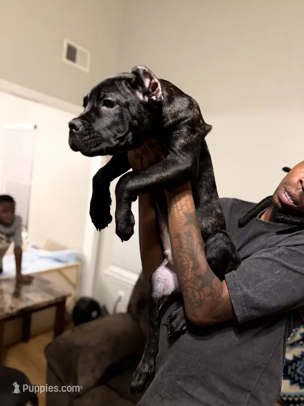 Orange Collar – Cane Corso puppy for sale in Atlanta, GA