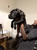 Orange Collar, a male Cane Corso for sale in Atlanta, GA – 1 of 4