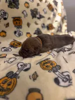 Brown Collar- Sandi, a female Cane Corso for sale in Atlanta, GA – 3 of 6