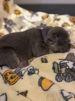 Purple Collar- Snooki, a female Cane Corso for sale in Atlanta, GA – 2 of 6