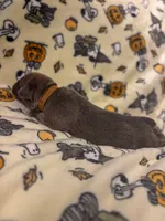 Brown Collar- Sandi, a female Cane Corso for sale in Atlanta, GA – 2 of 6