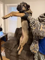 Dark Purple Collar - Nala, a female Cane Corso for sale in Atlanta, GA – 3 of 5