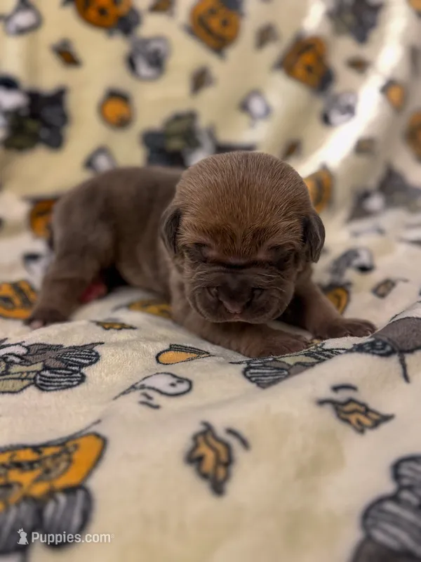 Dark Pink Collar- MoMo – Cane Corso puppy for sale in Atlanta, GA