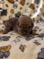 Dark Pink Collar- MoMo, a female Cane Corso for sale in Atlanta, GA – 1 of 6