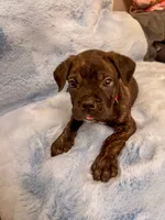 Red Collar, a male Cane Corso for sale in Atlanta, GA – 2 of 4