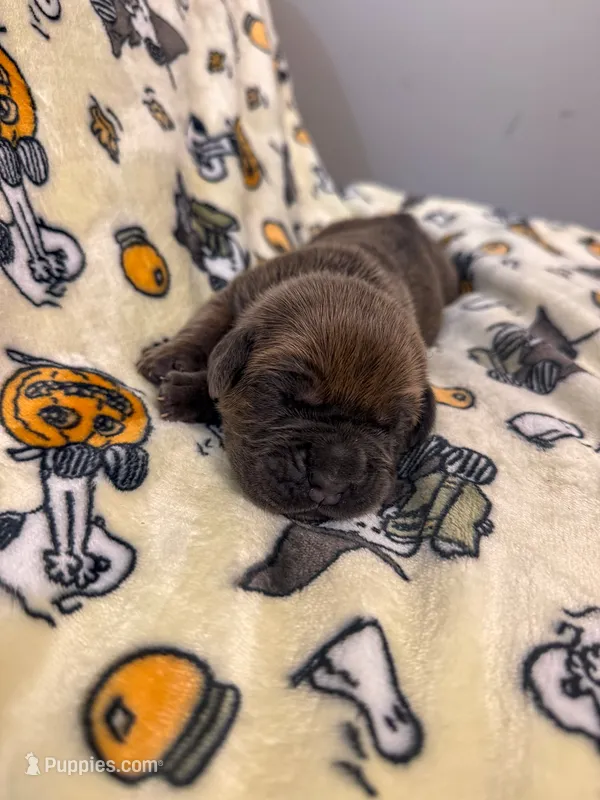 Brown Collar- Sandi – Cane Corso puppy for sale in Atlanta, GA
