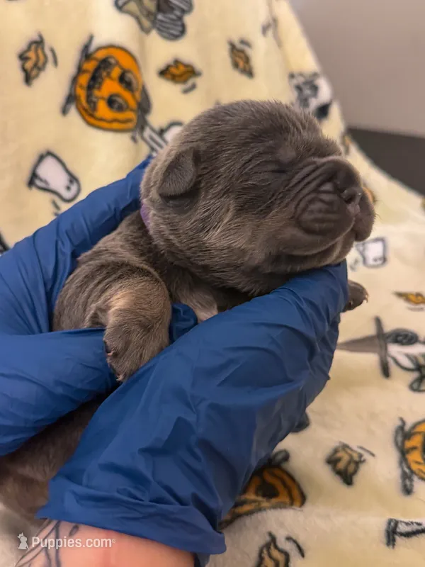 Purple Collar- Snooki – Cane Corso puppy for sale in Atlanta, GA