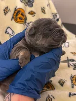 Purple Collar- Snooki, a female Cane Corso for sale in Atlanta, GA – 1 of 6