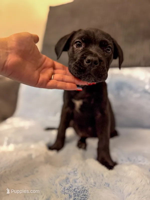 Tan Collar – Cane Corso puppy for sale in Atlanta, GA