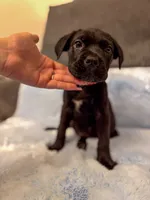 Tan Collar, a female Cane Corso for sale in Atlanta, GA – 1 of 4