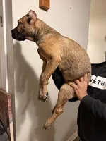 Light Purple Collar - Autumn, a female Cane Corso for sale in Atlanta, GA – 3 of 5