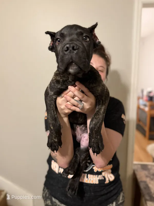 Red Collar – Cane Corso puppy for sale in Atlanta, GA