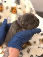 Purple Collar- Snooki, a female Cane Corso for sale in Atlanta, GA – 4 of 6