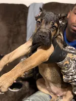Dark Purple Collar - Nala, a female Cane Corso for sale in Atlanta, GA – 2 of 5