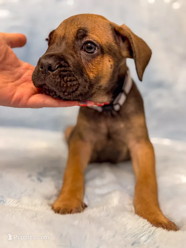 Grey Collar – Cane Corso puppy for sale in Atlanta, GA