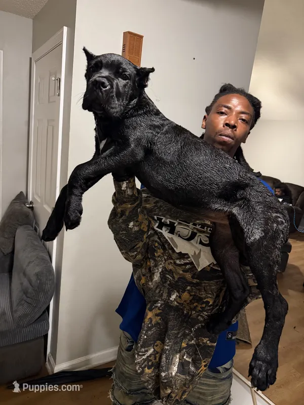 Tan Collar - Pearl, a female Cane Corso for sale in Atlanta, GA – 1 of 5