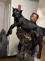 Tan Collar - Pearl, a female Cane Corso for sale in Atlanta, GA – 1 of 5