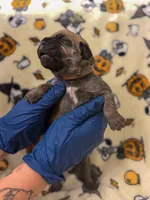 Light pink Collar- Harley, a female Cane Corso for sale in Atlanta, GA – 4 of 6