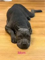 Light pink Collar- Harley, a female Cane Corso for sale in Atlanta, GA – 5 of 6