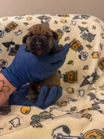Yellow Collar- Star, a female Cane Corso for sale in Atlanta, GA – 2 of 5