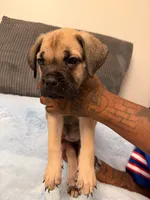 Teal Collar, a female Cane Corso for sale in Atlanta, GA – 1 of 4