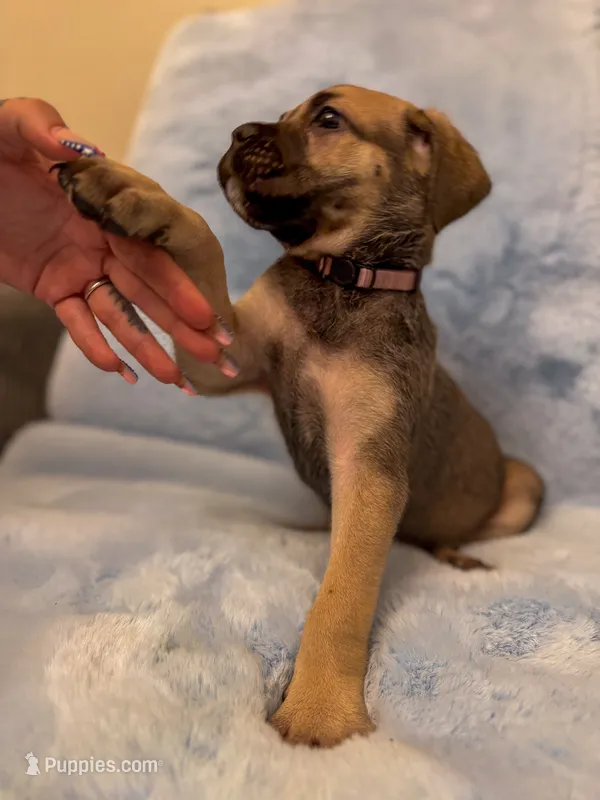 Light Purple Collar – Cane Corso puppy for sale in Atlanta, GA